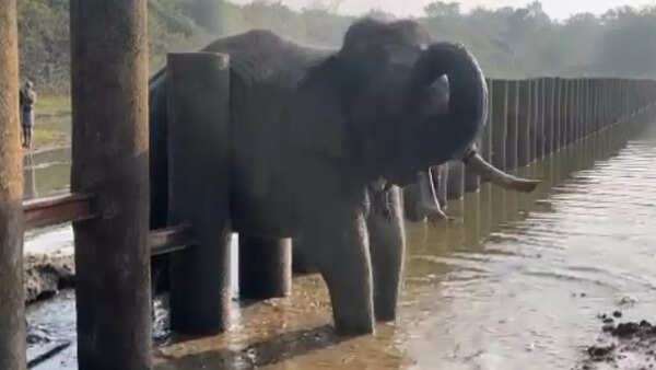 Nagarahole elephant 1