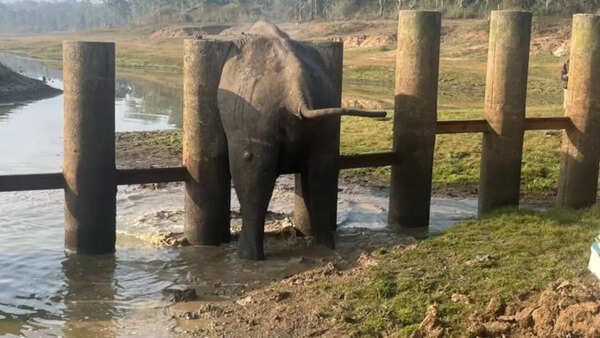 Nagarahole elephant 1