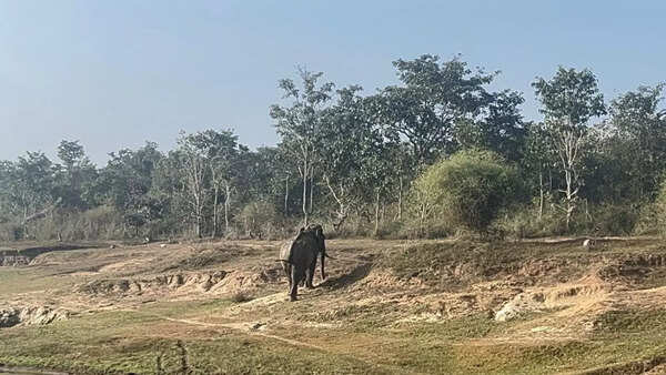 Nagarahole elephant 1