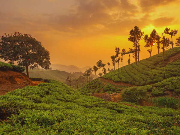 Munnar, Kerala
