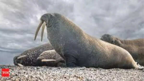 Walrus