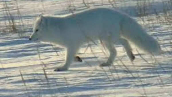 Arctic Fox