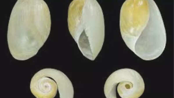 Akera Bullata