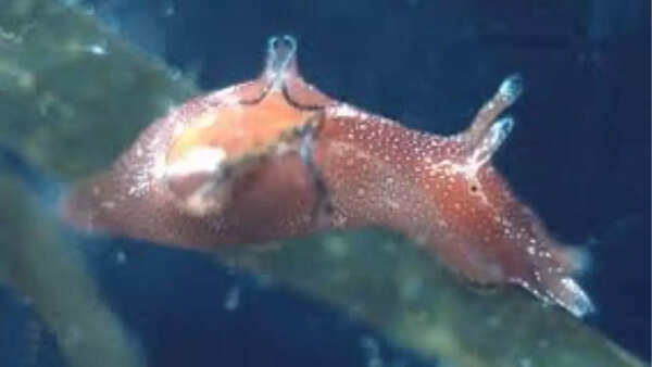 Aplysia punctata