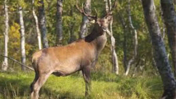 Norwegian Red Deer