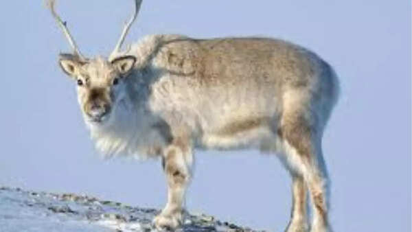 Svalbard Reindeer