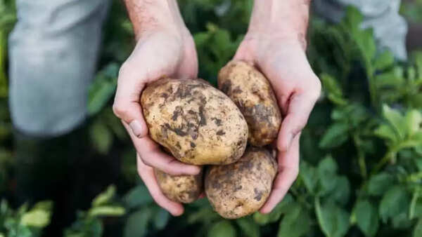 Raw potatoes (2)