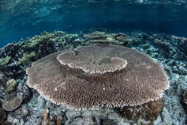 Table coral in Coral Triangle (Credits: Canva)