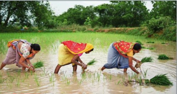 MILLET MAVERICK: Dipali Mahato transforms into successful ‘milletpreneur,’ running a café and inspiring rural women through sustainable agriculture