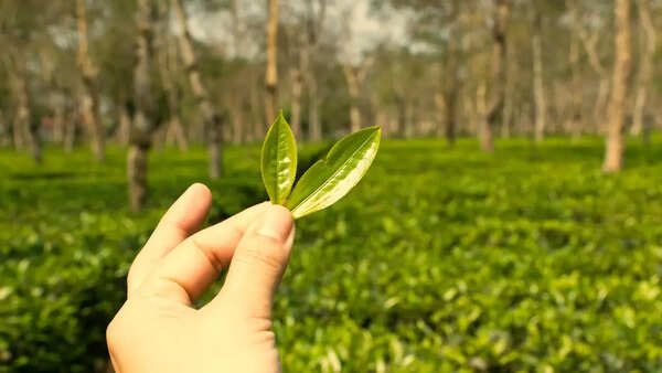 Tea gardens in Assam