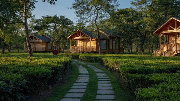 The Postcard at Durrung Tea Estate