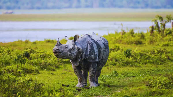 Kaziranga National Park