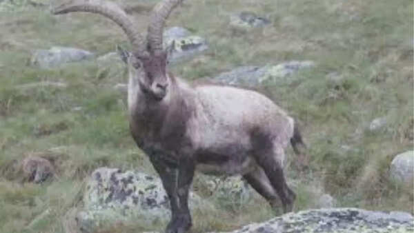 Spanish ibex