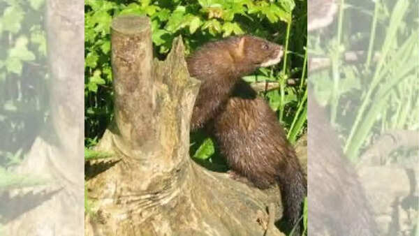 European mink
