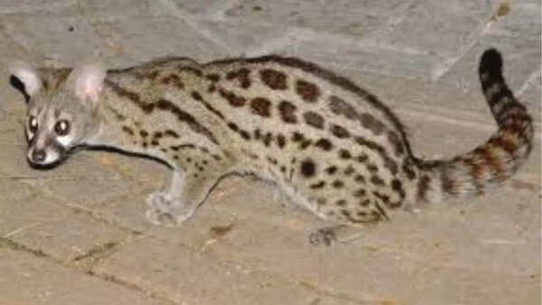 Common Genet