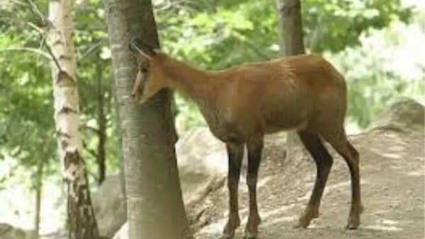 Pyrenean chamois