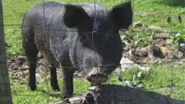 Iberian pig