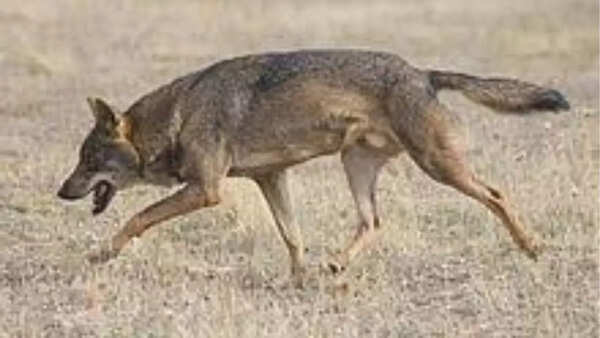 Iberian wolf