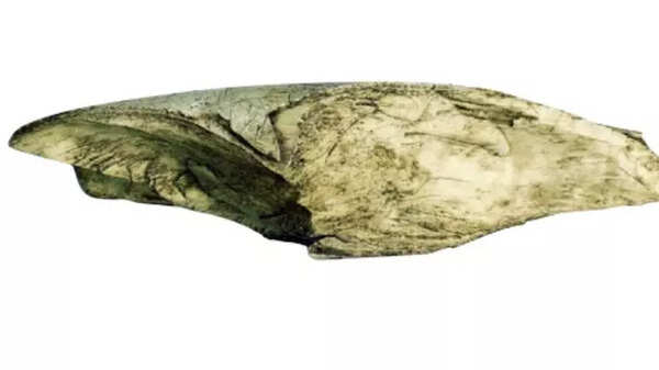 'Ivory cost': Tamil Nadu foresters probe sources of elephant tusks ...