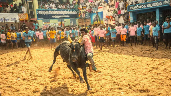 Jallikattu
