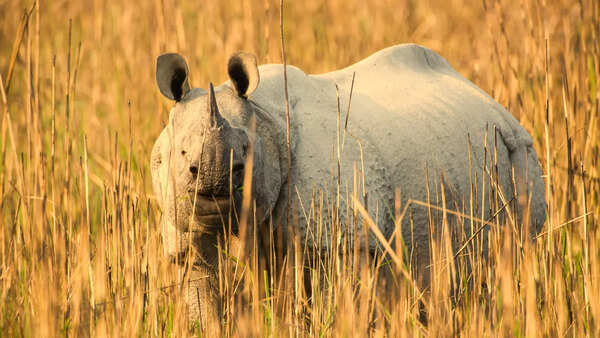 Kaziranga National Park