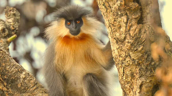 Manas National Park, Assam
