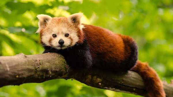 Singalila National Park, West Bengal