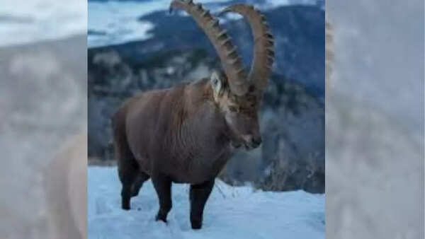 Alpine ibex