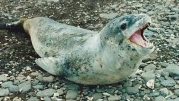 Leopard seal