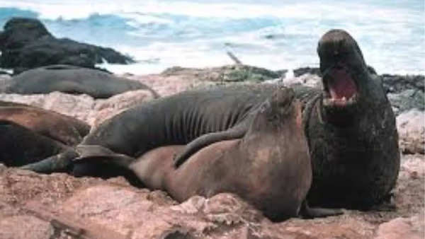 Southern elephant seal