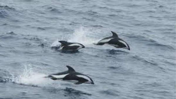 Hourglass dolphin