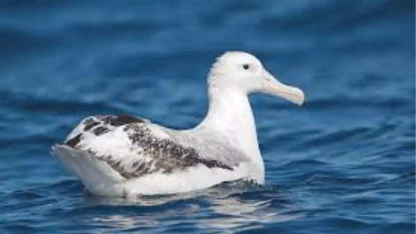 Wandering albatross