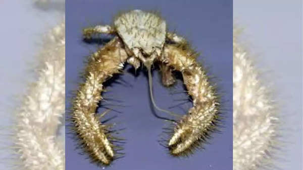 Hairy yeti crab