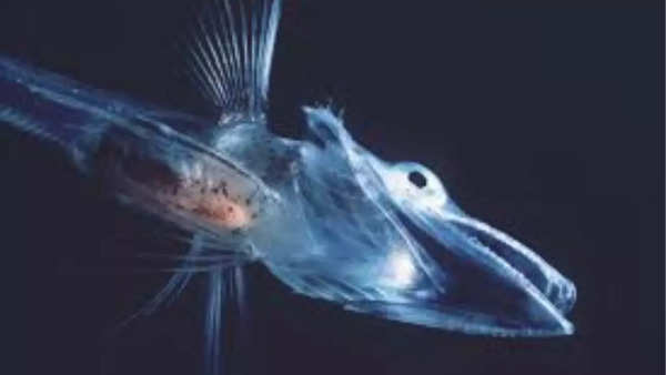 Icefish