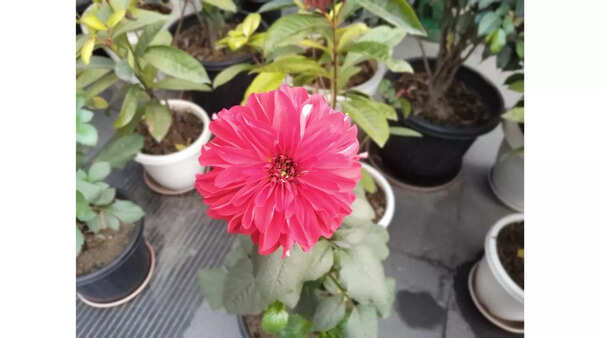 Redmi 14C 5G camera