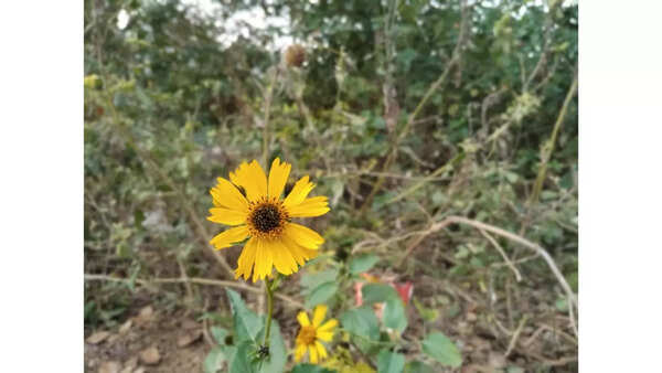 Redmi 14C 5G camera