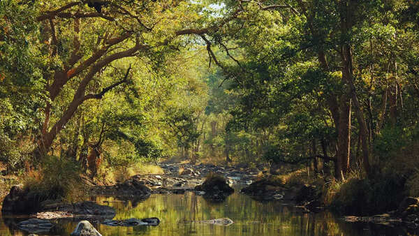Forest in India