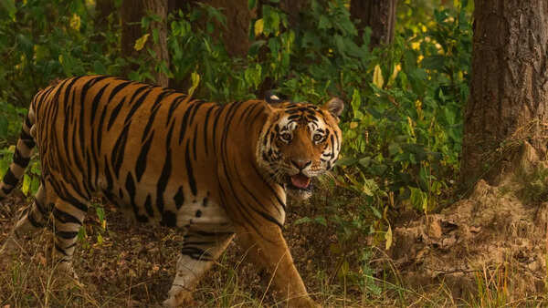 Tigers in India