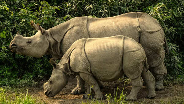 Rhinos in Kaziranga National Park