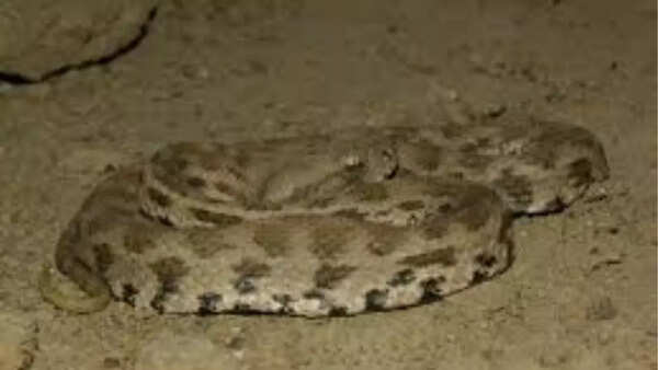 Levantine viper