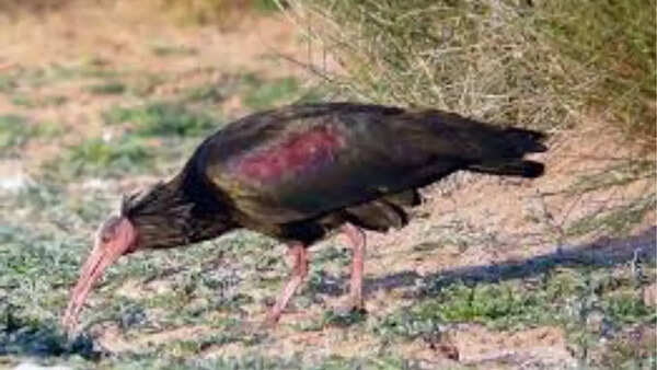 Northern bald ibis