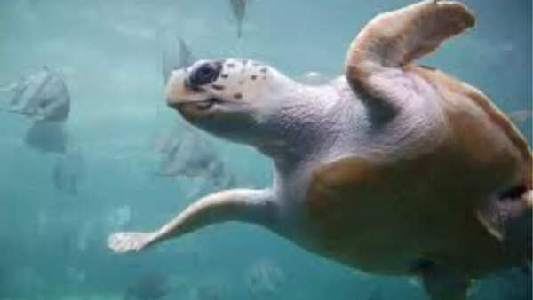 Loggerhead sea turtle