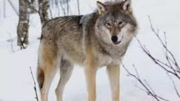 Gray wolf