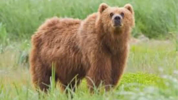 Brown bear