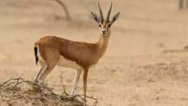 Gazelle