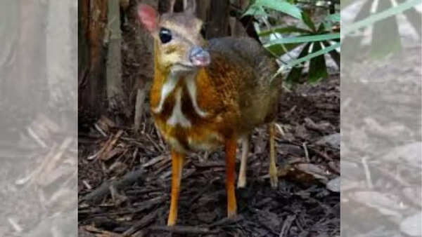 Chevrotain