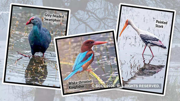 Birders say that there is diversity in birdlife, along with many rare birds sightings, this winter