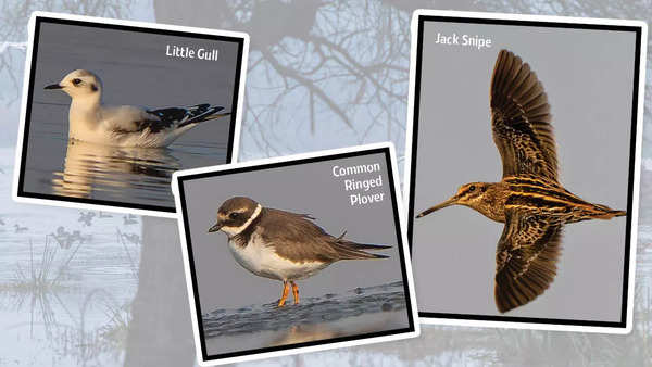 Little Gull, Jack Snipe: Some of the rare migratory birds spotted by birder Amit Sharma in Gurgaon (Pics: @amits_photos)