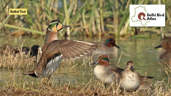 Over 151 species of birds have been observed in the first half of January in Delhi (Pic: Pankaj Gupta)