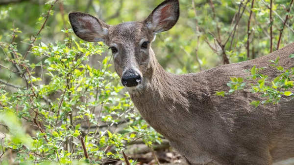 chronic wasting disease